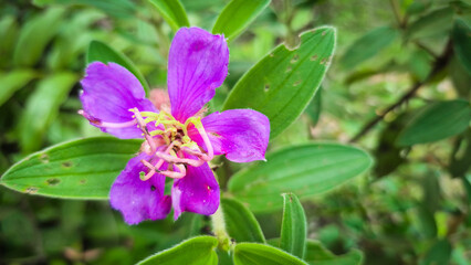 Close-Up of Purple Wildflower with Green Leaves in Natural Outdoor Setting