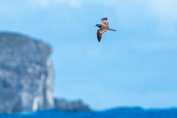 Wedge-tailed Shearwater Flying Past Coastal Cliffs in Ogasawara