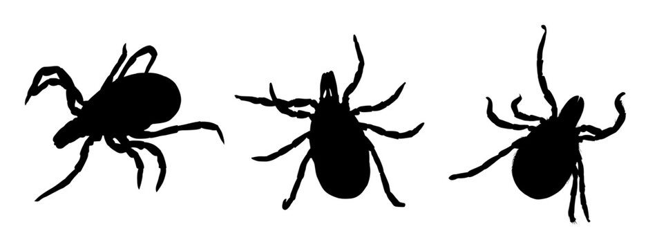 Set of tick silhouette, black insect - vector illustration