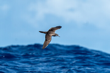 Shearwater Gliding Low Above the Blue Ogasawara Ocean Water