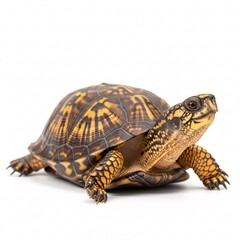 An adult turtle crawls forward with its neck extended, showing off its patterned shell and scaly legs