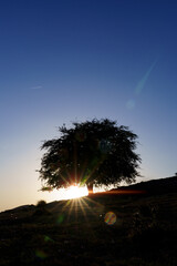 Sun and solitary tree at sunset in the Urbasa and Andia Natural Park, Navarre