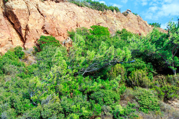 mountain landscape with rocks and trees