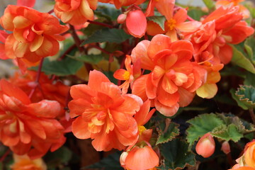 Orange trailing begonias in a hanging basket