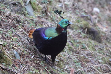 Fototapeta premium The Himalayan monal (Lophophorus impejanus), also called Impeyan monal and Impeyan pheasant, is a pheasant native to Himalayan forests and shrublands This photo was taken in Northwest India.