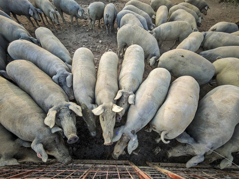 Herd of Iberian pigs in Extremadura gather around feeding trough