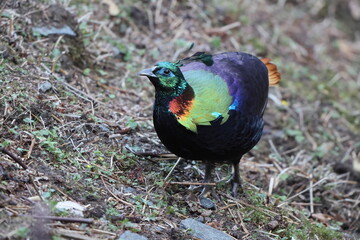 The Himalayan monal (Lophophorus impejanus), also called Impeyan monal and Impeyan pheasant, is a pheasant native to Himalayan forests and shrublands This photo was taken in Northwest India.