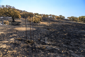 Burnt holm oak landscape in Extremadura after August 2025 wildfire