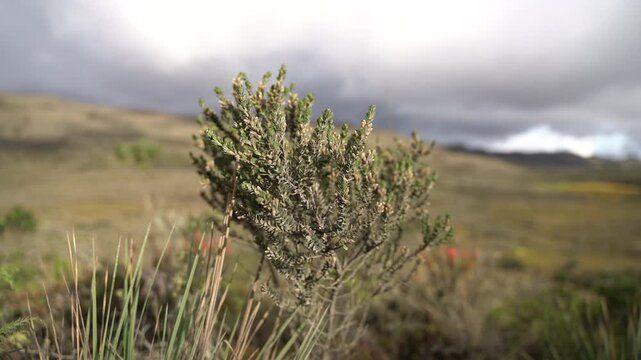 Close up of Diplostephium bush in the Andean paramo swaying with the wind