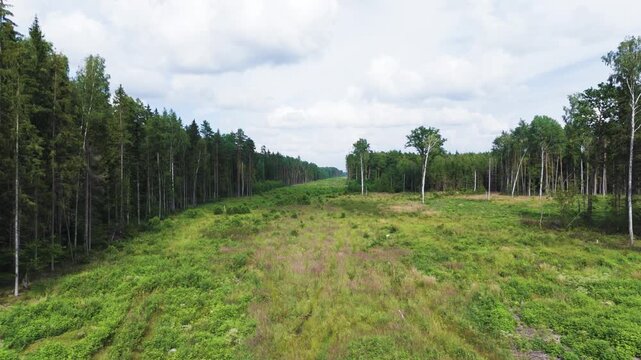 Endless forest line cut for Rail Baltica project, aerial drone view