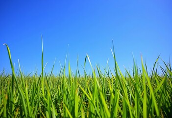 Fototapeta premium Sun-drenched grass sward stretches to a vibrant blue sky, photo, view