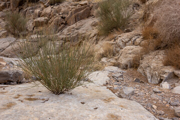 Desert plant growing on rocky terrain near Taft, Iran, symbolizing resilience and survival in harsh arid landscapes with rugged stone formations.