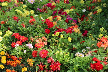 Fototapeta premium Colourful flower bed in a garden in summer