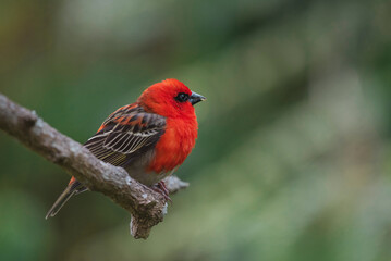Red fody bird perched on branch in tropical forest