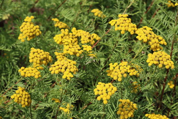 Yellow tansy or tanacetum flowers