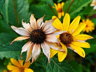 Rudbeckia fulgida sort Goldsturm: rudbeckia with yellow flowers blooms in the garden in autumn. Orange gardens rudbeckia flower. Rudbecia in landscape design. Bright floral background.