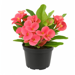 Fototapeta premium Euphorbia