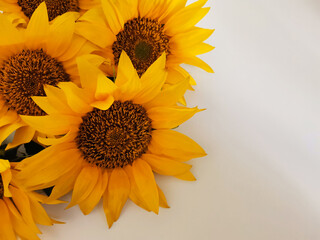 Yellow sunflowers on white background close-up with a copy space