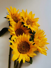 Bright yellow sunflowers bouquet on white background close-up