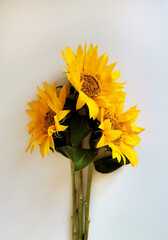 Three yellow sunflowers isolated on white background
