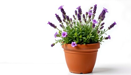 Fototapeta premium A vibrant lavender plant in a clay pot, blooming with purple flowers