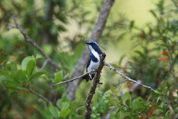 Ultramarine flycatcher or the white-browed blue flycatcher (Ficedula superciliaris superciliaris) is a small arboreal Old World flycatcher in the Ficedula genus.This photo was taken in Northwest India