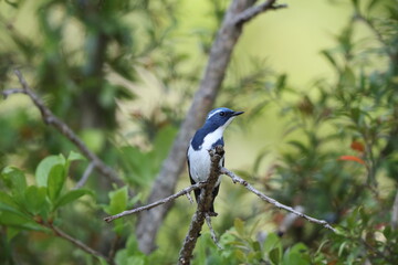 Ultramarine flycatcher or the white-browed blue flycatcher (Ficedula superciliaris superciliaris) is a small arboreal Old World flycatcher in the Ficedula genus.This photo was taken in Northwest India