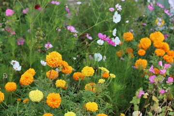 Marigolds and cosmos in a flower bed in summer