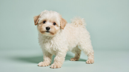 Obraz premium Maltipoo puppy with a curly cream coat stands on a mint green background, with sharp focus on fur details and subtle color, in a brightly lit photo studio