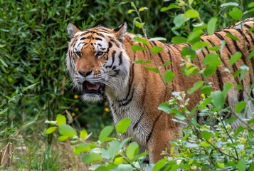 Majestic tiger in lush foliage