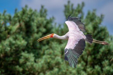 Yellow-billed stork in flight