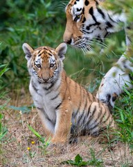 Tiger cub with watchful mother in greenery.