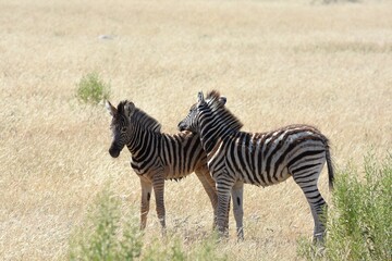 Steppenzebras im Etosha Nationalpark in Namibia