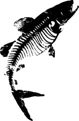 Black and white grunge illustration of fish skeleton in x-ray style for creative design