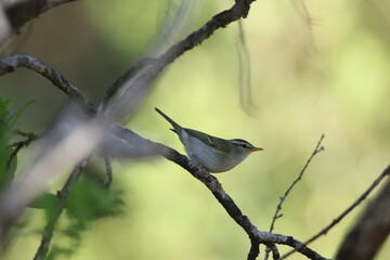 Blyth's leaf warbler (Phylloscopus reguloides) is a species of leaf warbler (family Phylloscopidae). This photo was taken in North India.