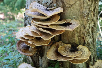 Dryad's saddle bracket fungus on a tree