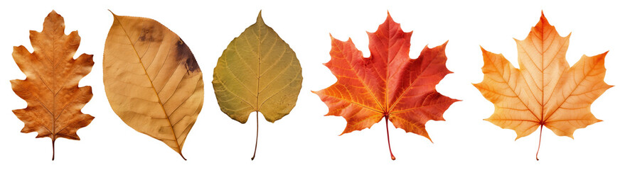 Obraz premium PNG Colorful autumn leaves in row, element set on transparent background