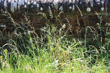 Long grass in a roadside verge, next to a dry stone wall