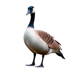 Goose With Transparent Background PNG