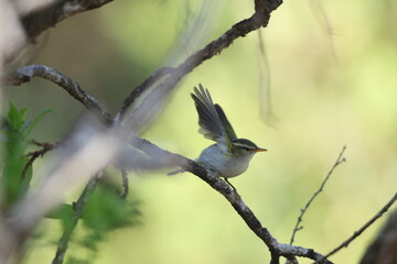 Blyth's leaf warbler (Phylloscopus reguloides) is a species of leaf warbler (family Phylloscopidae). This photo was taken in North India.