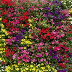 Obraz premium Colorful petunia flowers blooming in garden