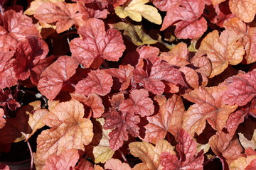 Colourful heuchera leaves in a garden