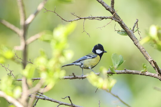 The green-backed tit (Parus monticolus) is a species of bird in the family Paridae. This photo was taken in Northwest India.