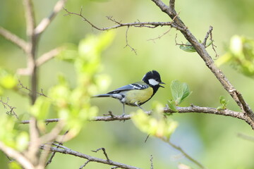 The green-backed tit (Parus monticolus) is a species of bird in the family Paridae. This photo was taken in Northwest India.