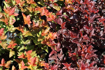 Multi coloured physocarpus leaves in a garden