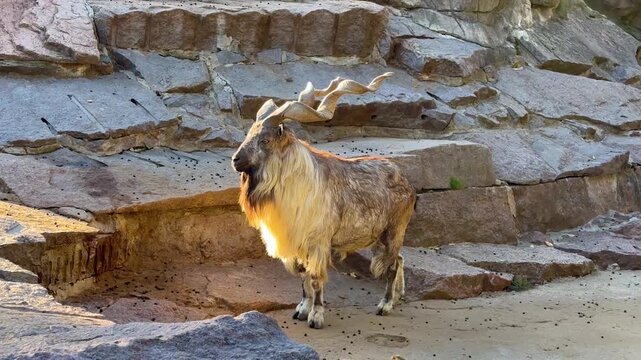 A majestic Markhor goat with spiral horns stands alert on rugged rocks in natural daylight.