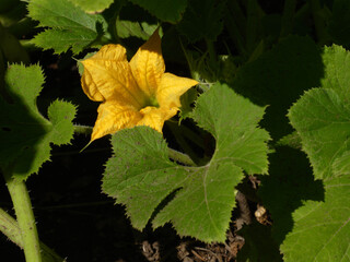 Vibrant Yellow Zucchini Flower and Green Leaves