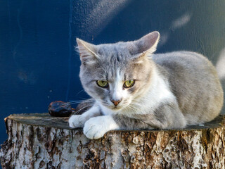Gray and White Cat on a Wooden Stump