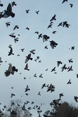 flock of birds