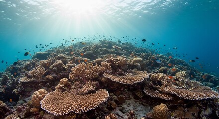 輝く太陽光線 海底サンゴ礁 美しい群生 鮮やか色彩. AI Generated